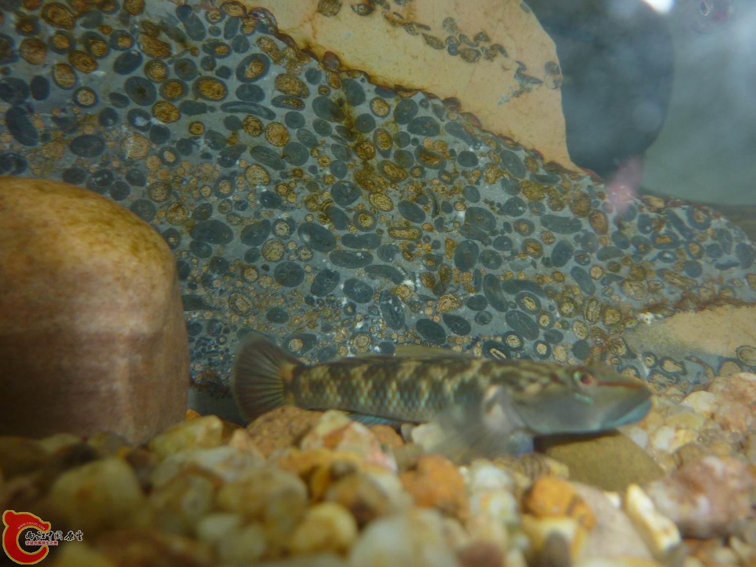 比去年长大不少