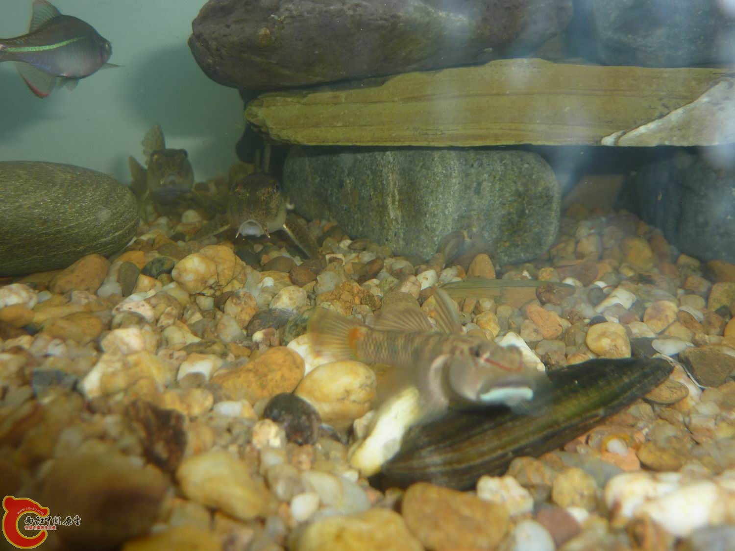 比去年长大不少