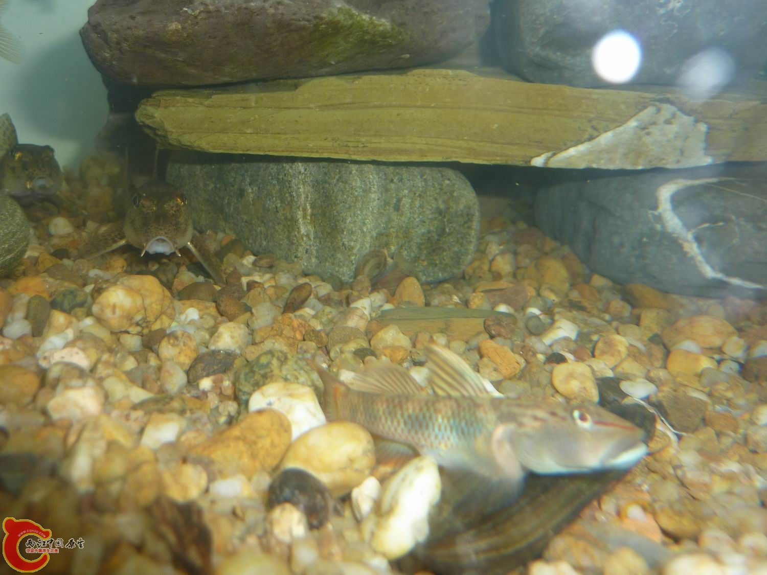 比去年长大不少