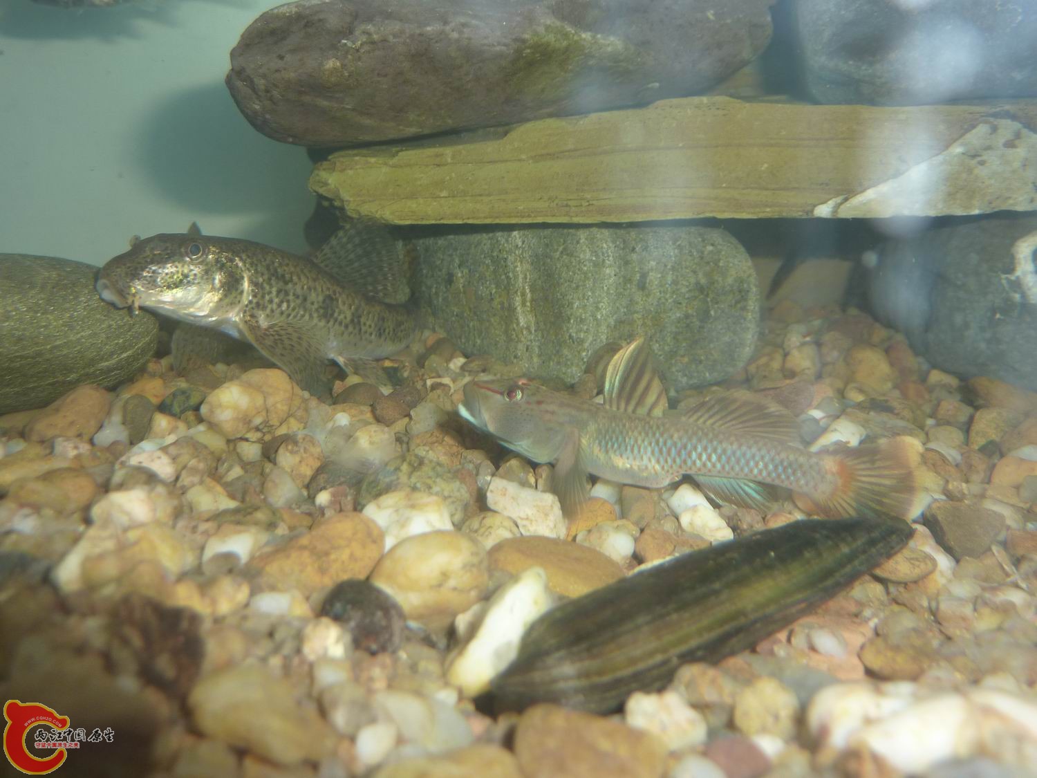 比去年长大不少