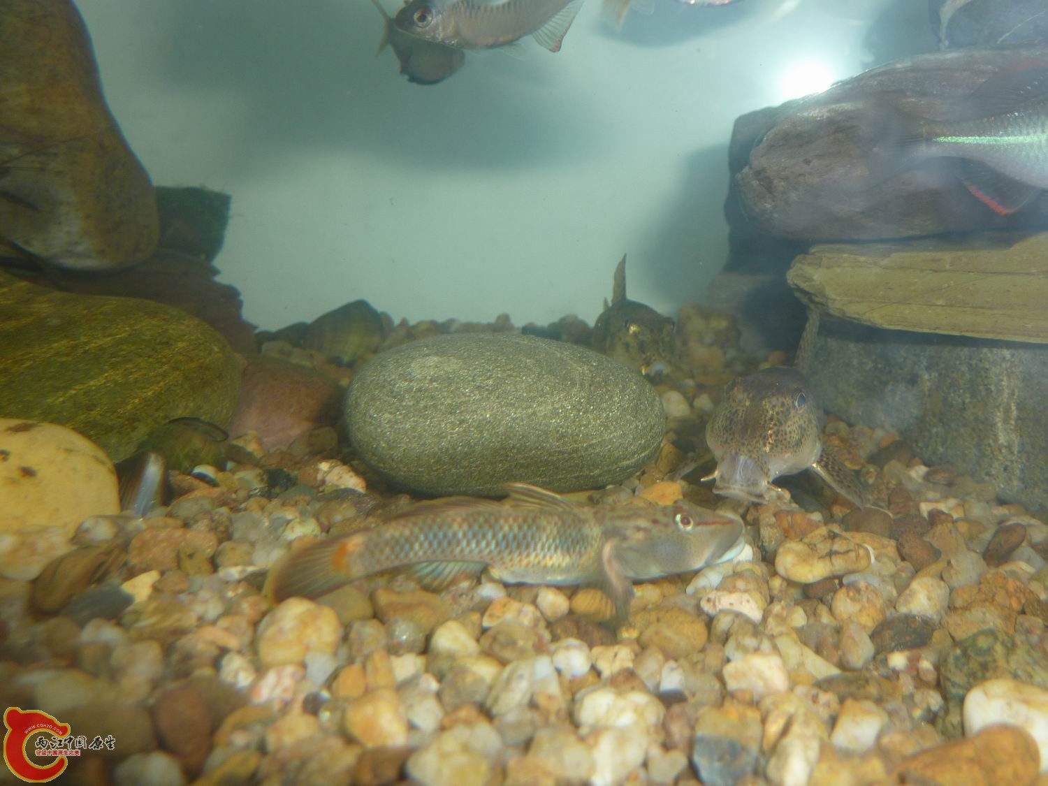 比去年长大不少