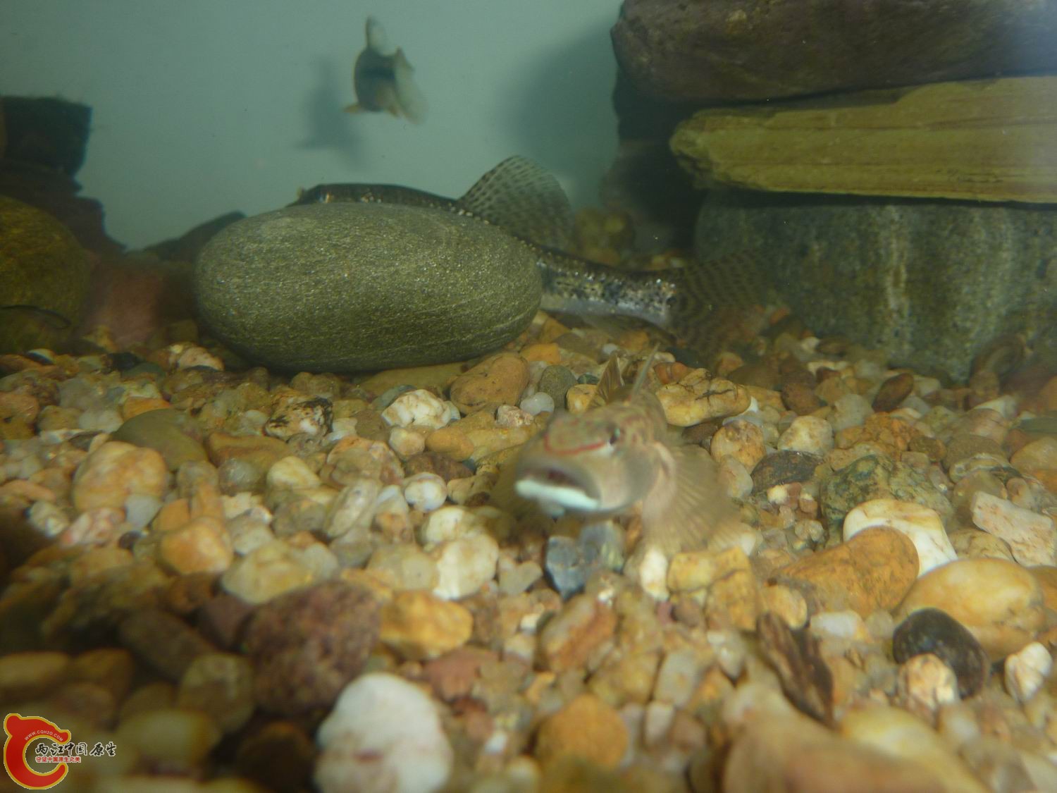 比去年长大不少