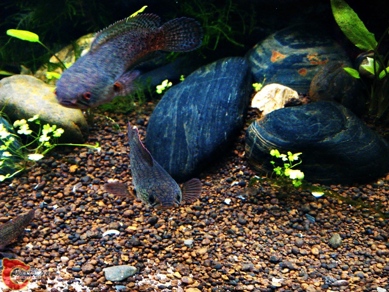 IMG_20140427_222910_1.jpg IMG_20140427_222910_1.jpg