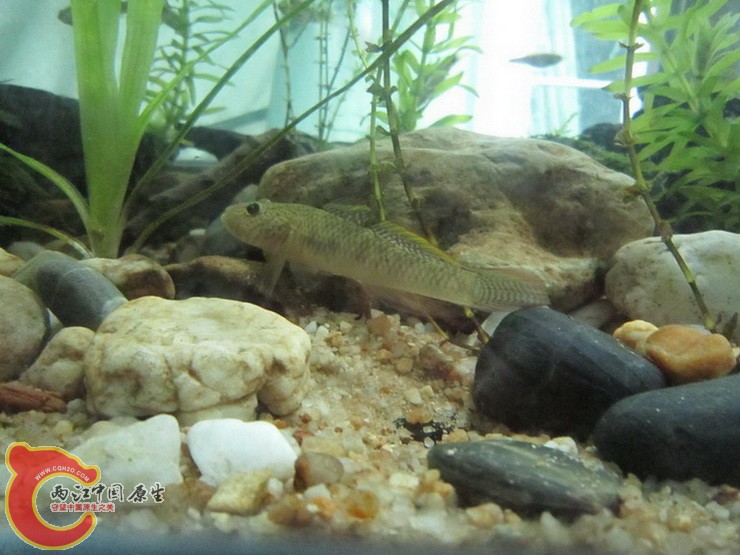 还是喜欢在这伏击猎物