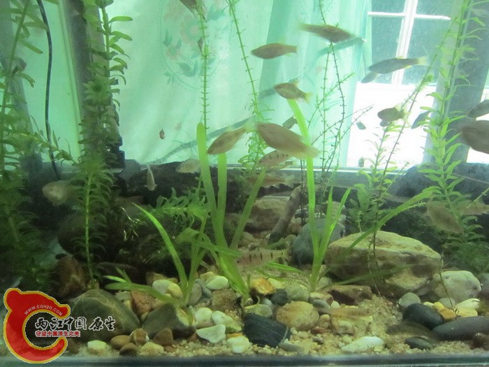 中间是什么水草