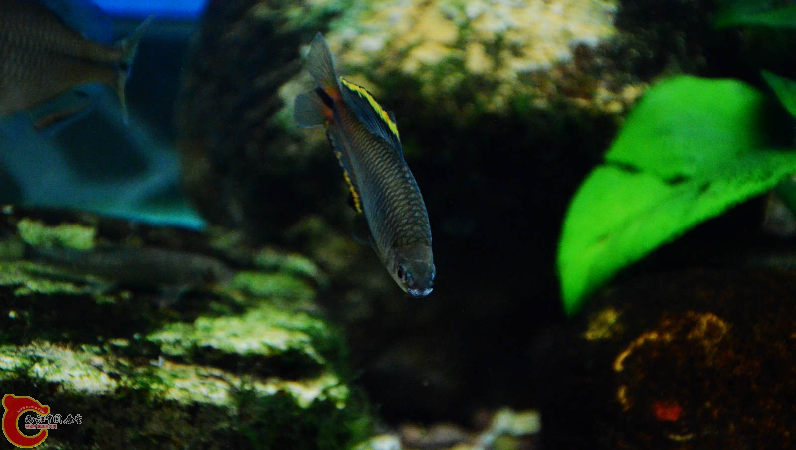 DSC_0707.JPG