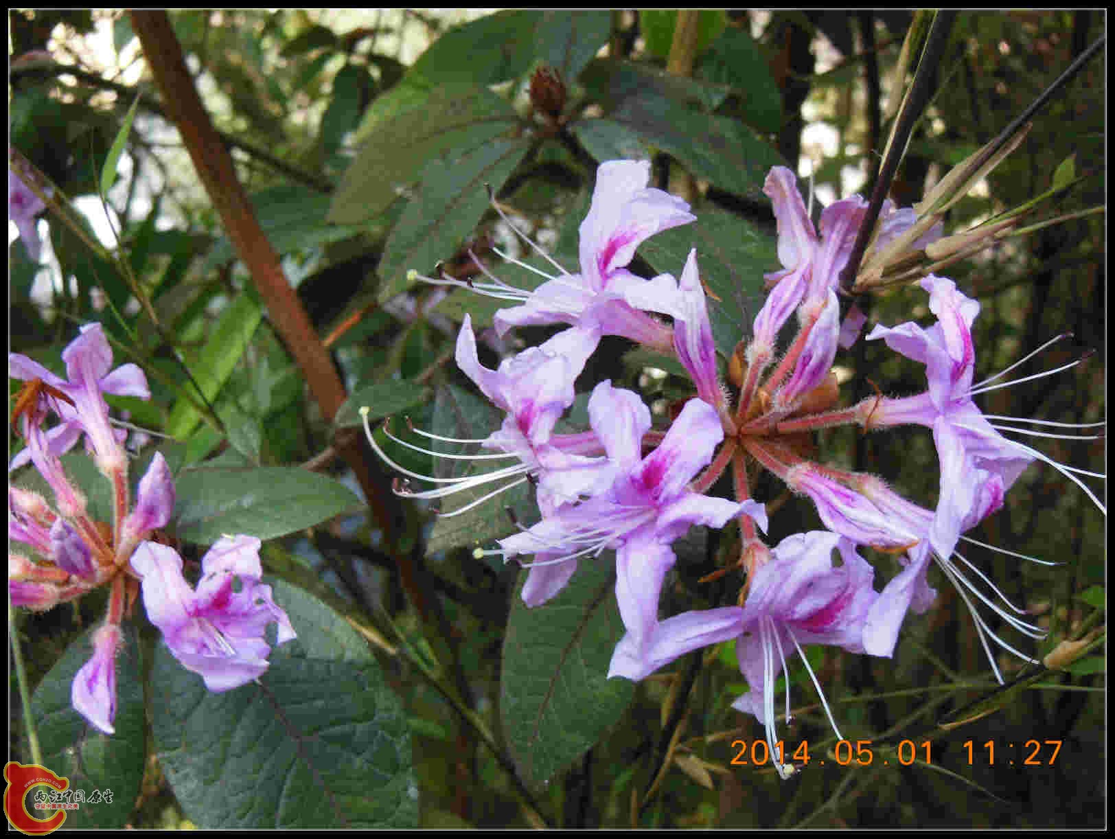 说着也是一种杜鹃花