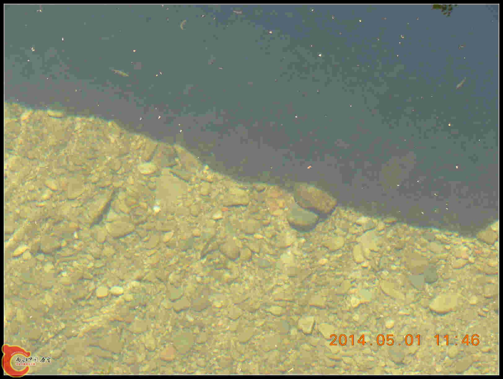 开始发现有鱼了、、、有测线背部金色