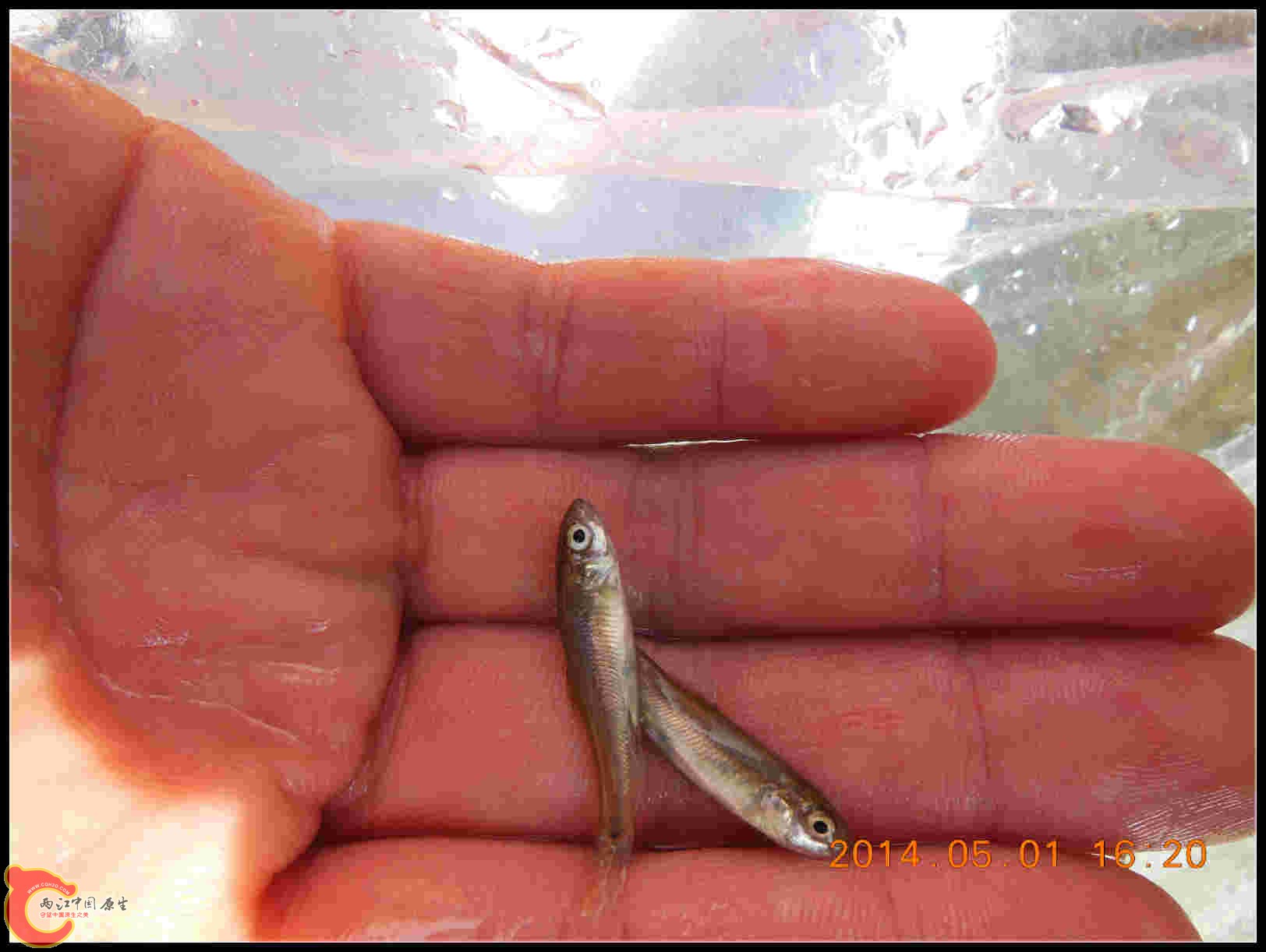 大家看看是啥鱼？