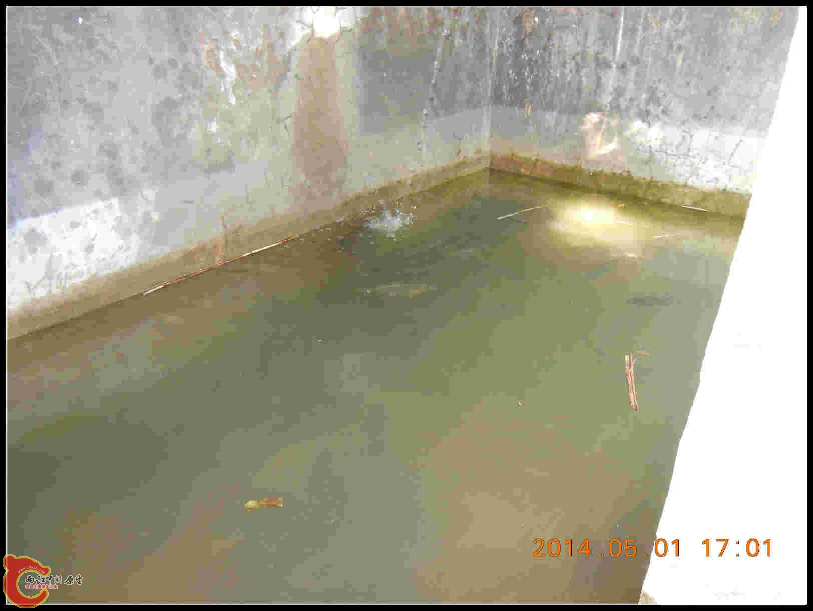 吃的鱼捞回来零时放在这里占养