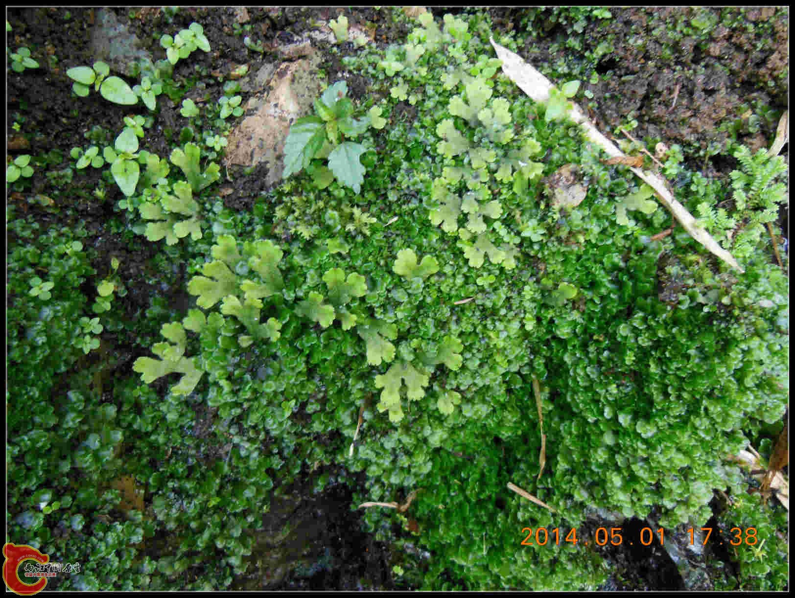 没有转水的大鹿角