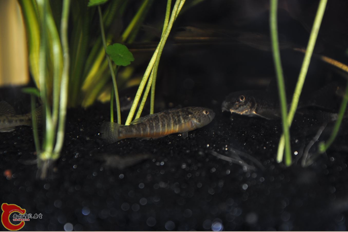 这条入缸后发现头上有个白头，捞出后发现是个虫子是的东西，被我拔出来了，不知道还能不能活