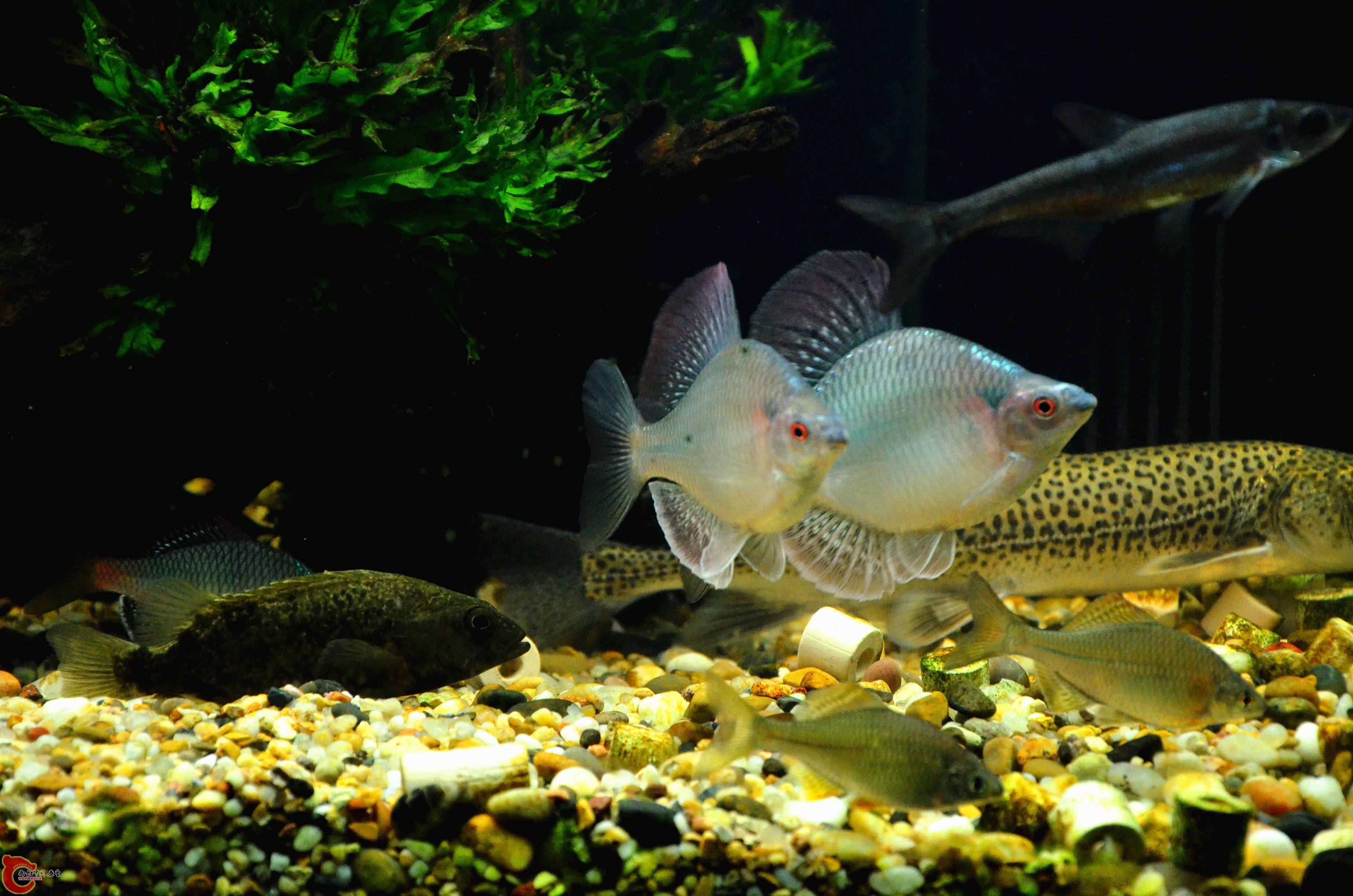 DSC_9748_副本.jpg