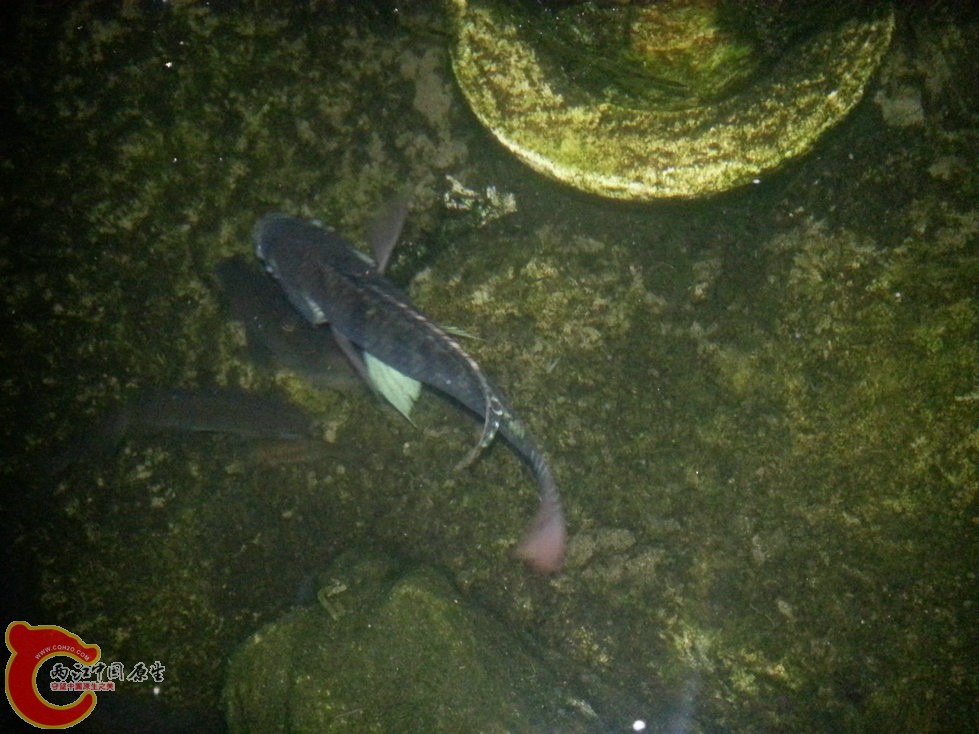 68.jpg