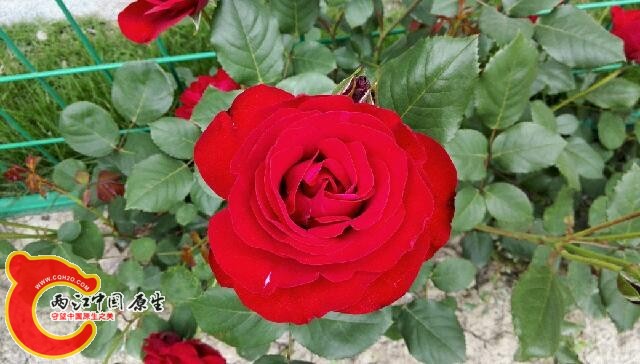 IMG_20140503_091345.jpg