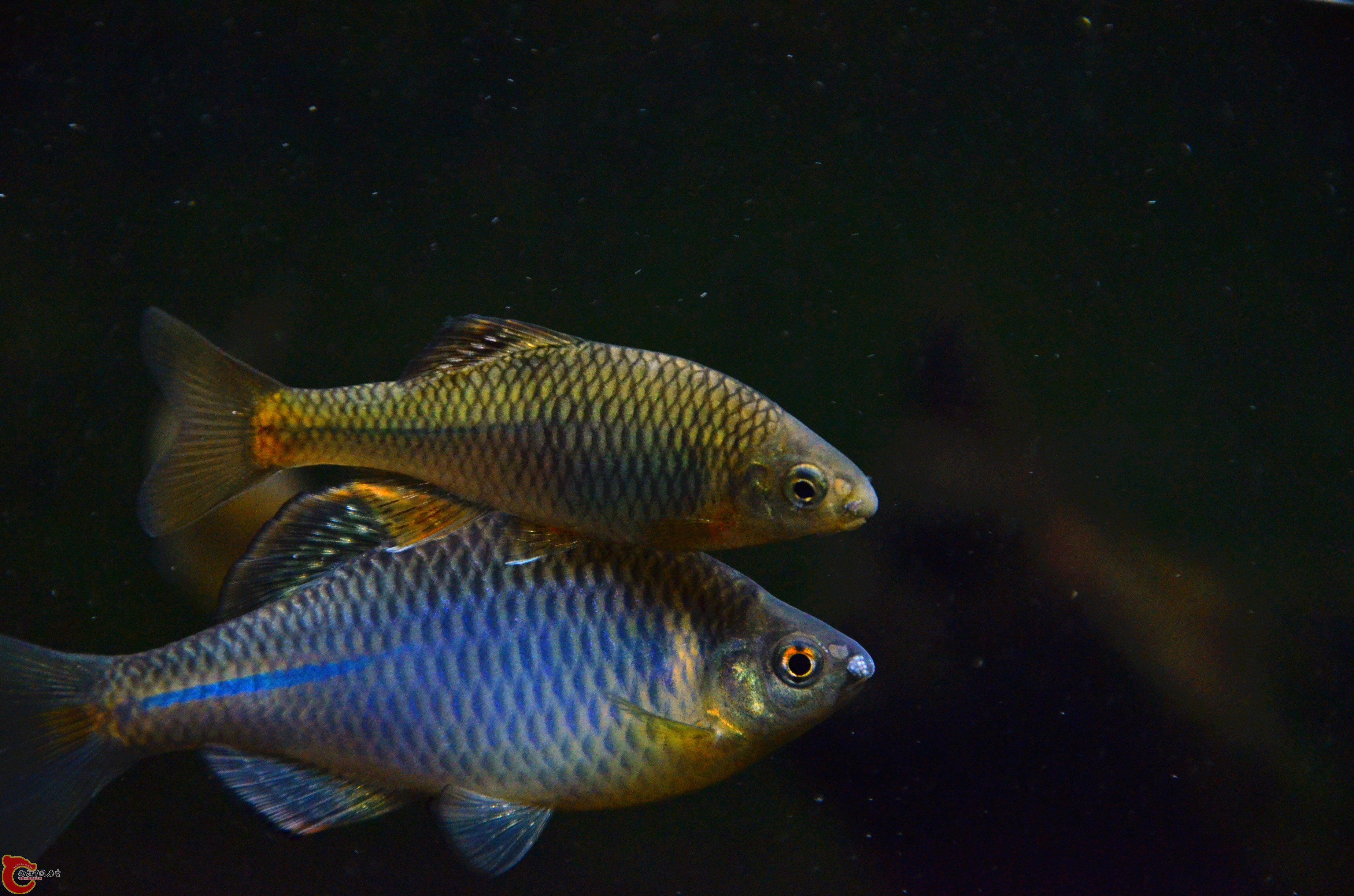 DSC_0279_副本.jpg