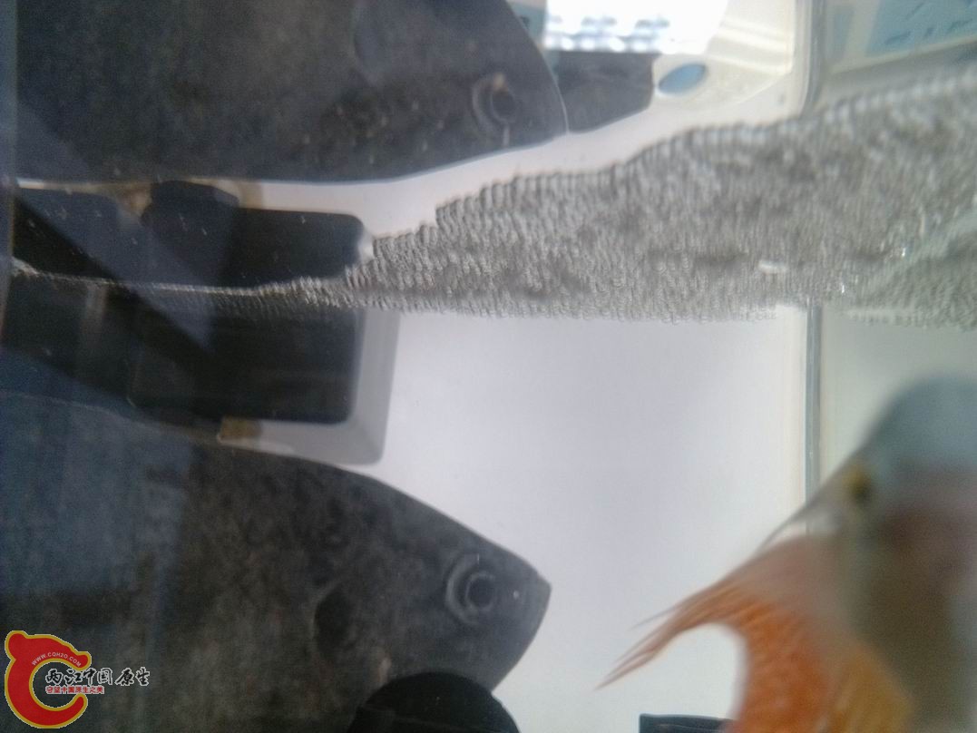 刚放进去