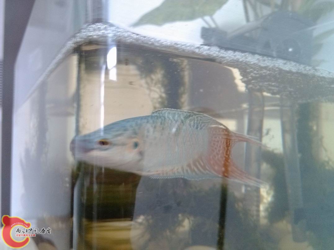 三天卵孵化了