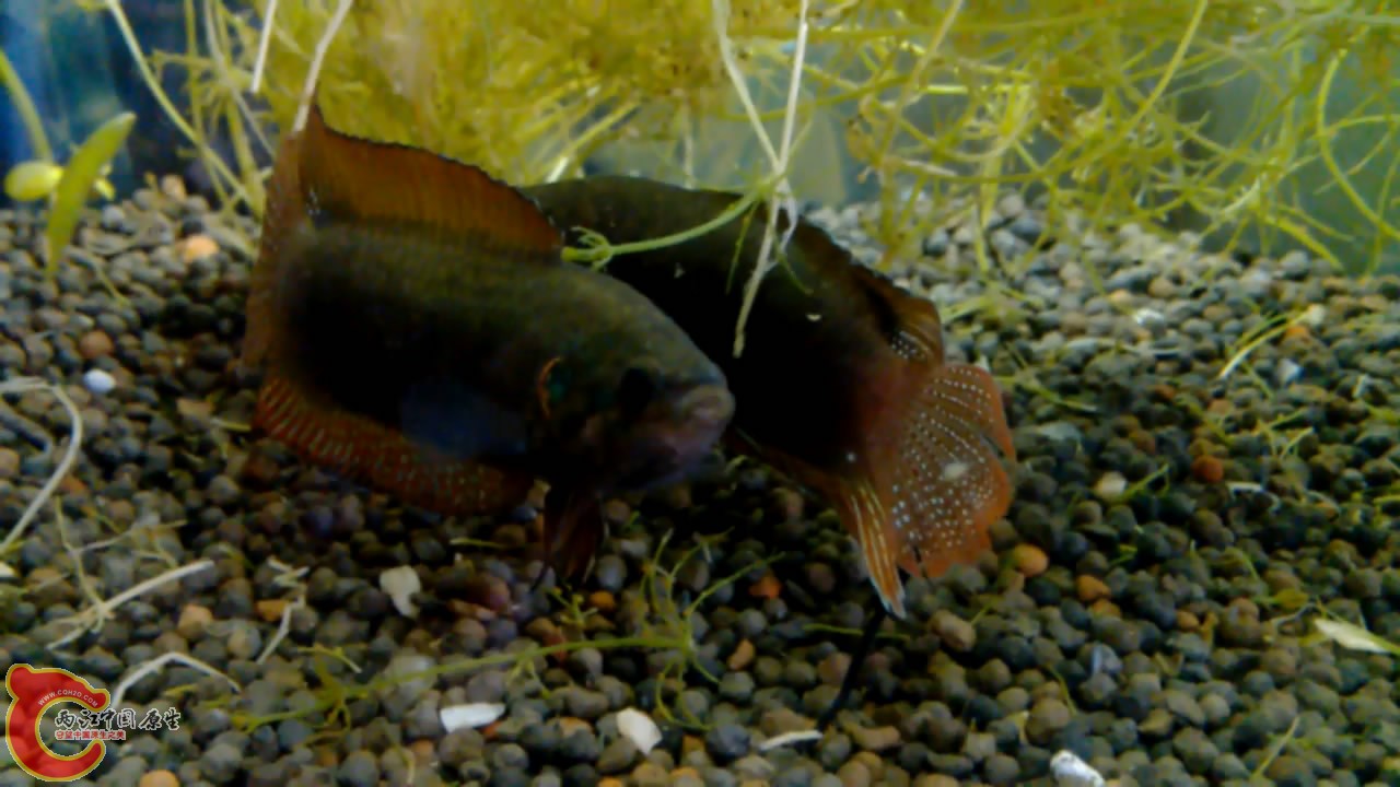 VID_20140507_10[00_05_36][20140507-212358-7].JPG