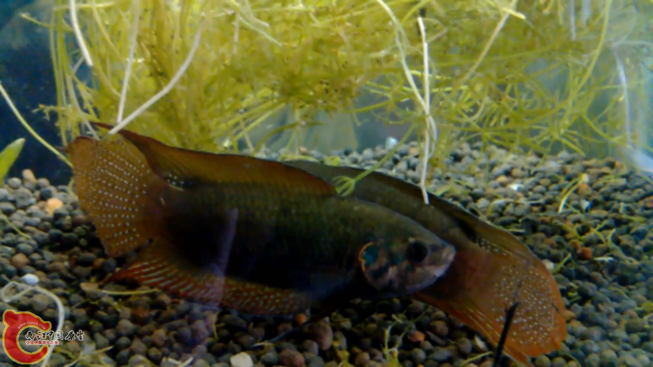 VID_20140507_10[00_05_41][20140507-212410-8].JPG