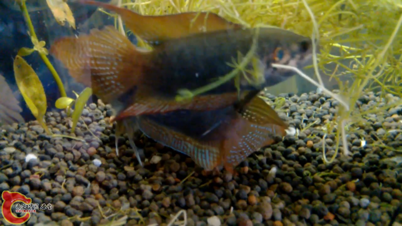 VID_20140507_10[00_06_23][20140507-212507-0].JPG