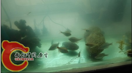 鰟皮