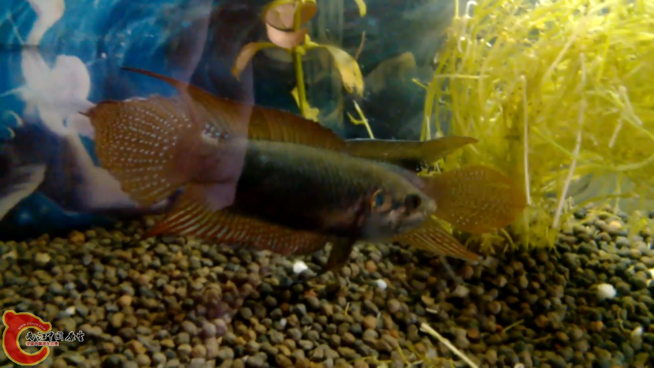 VID_20140507_10[00_06_42][20140507-212532-1].JPG
