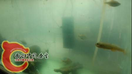 这是黄幼吧
