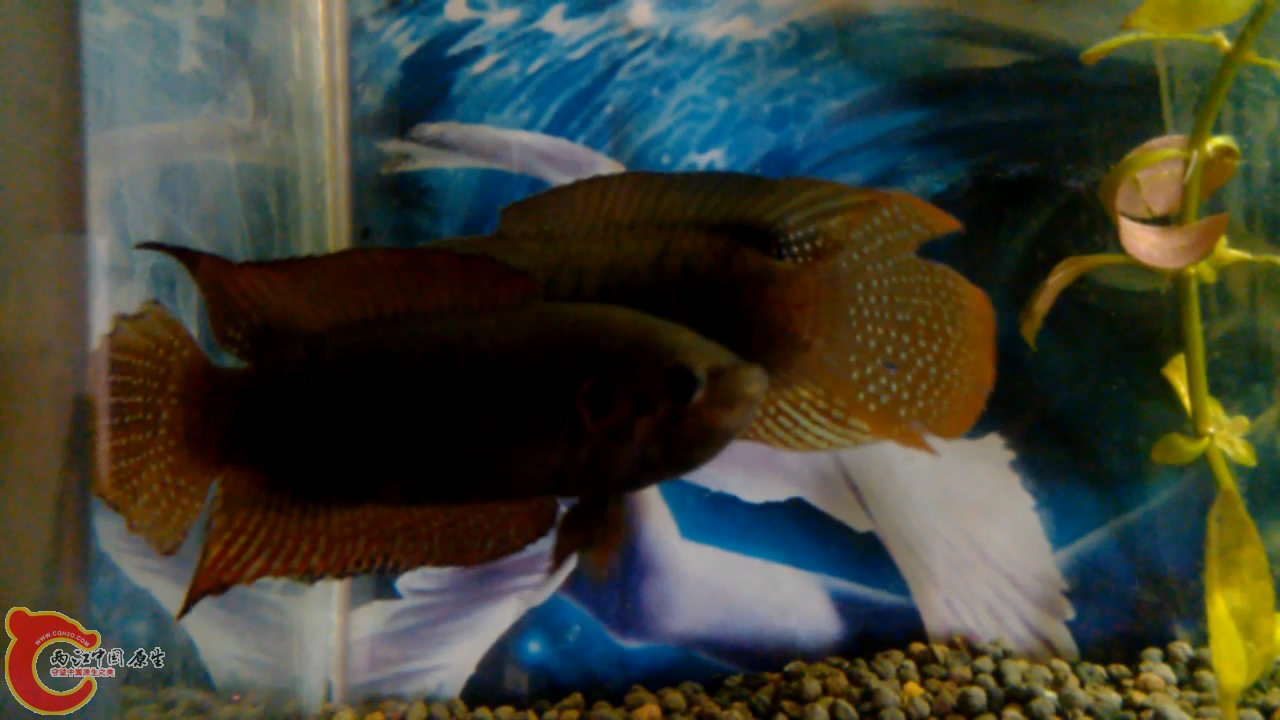 VID_20140507_10[00_09_39][20140507-212735-3].JPG