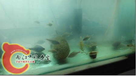 我的缸还行