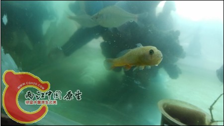 不是虾虎是吧