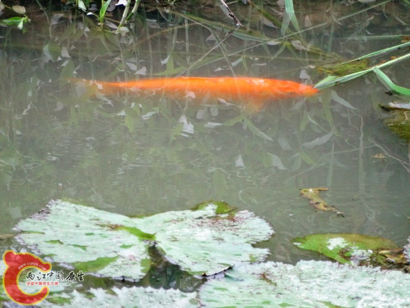 DSC00245.jpg