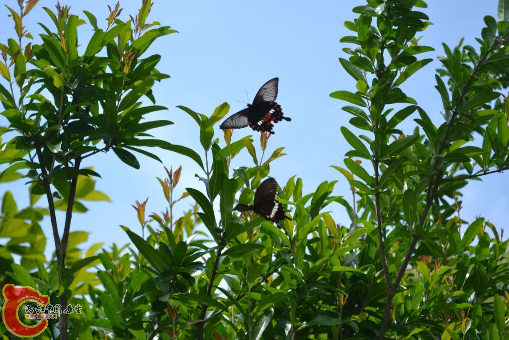 original_qt2I_57c300009a23118c.jpg original_qt2I_57c300009a23118c.jpg