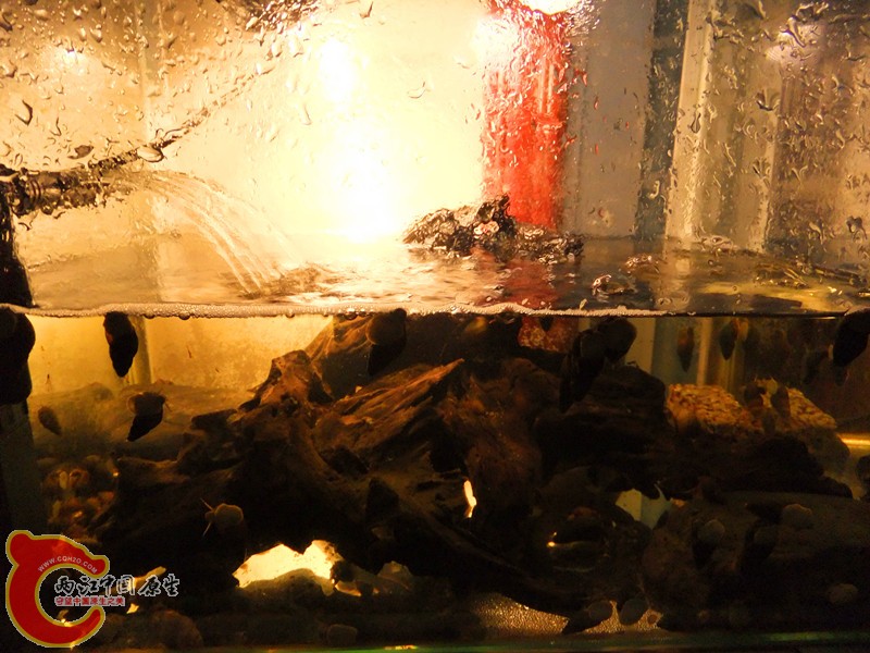 DSCF8493.JPG