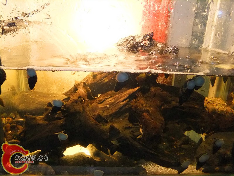 DSCF8498.JPG