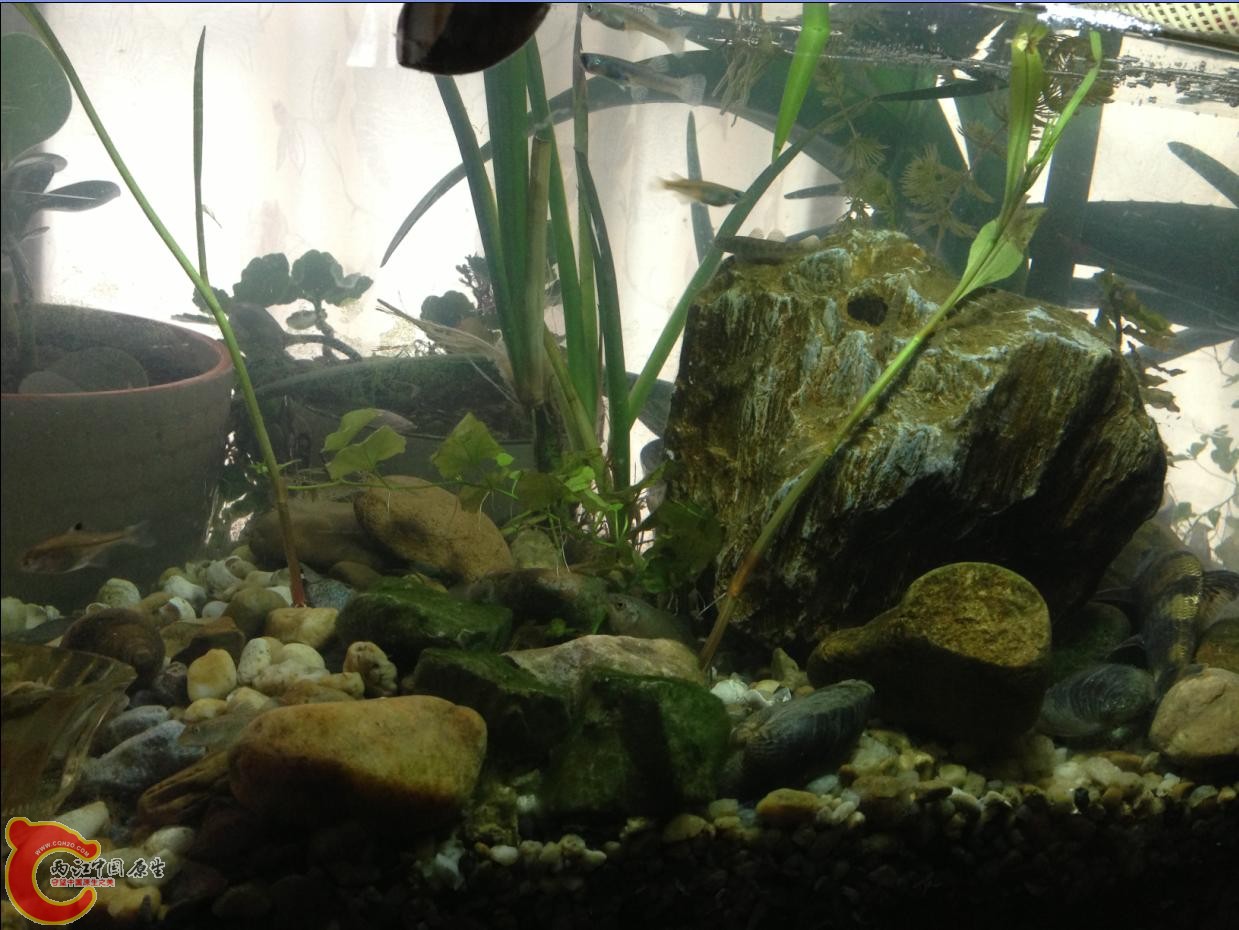 褐吻 食蚊 圆尾 采石 高体 华鳈 住宿环境.JPG