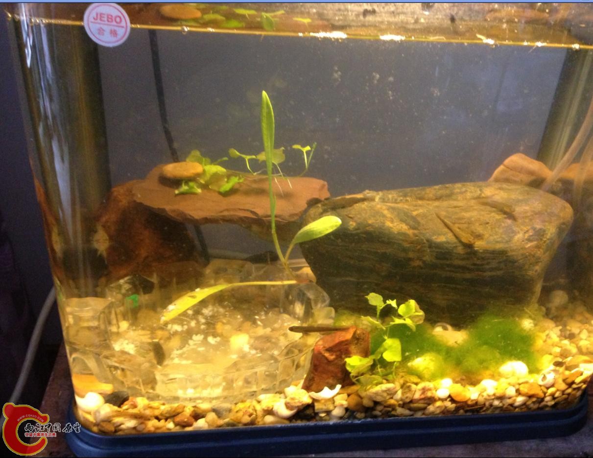 粘皮 波氏 乌岩岭.JPG