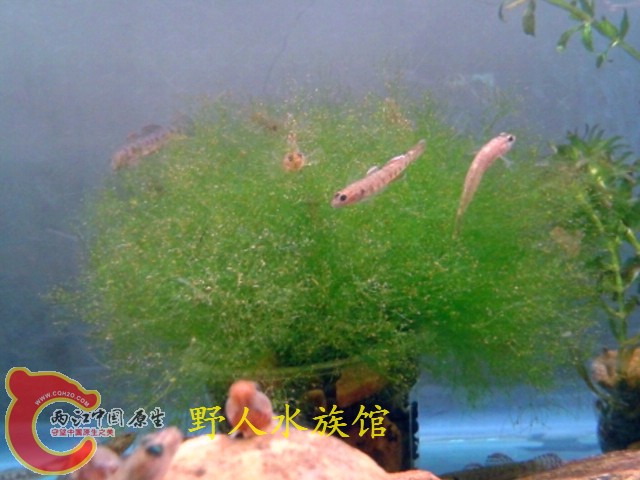 T2cg2hXBtaXXXXXXXX_!!1092642249.jpg