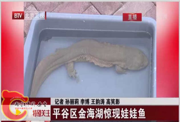 金海湖惊现娃娃鱼.jpg