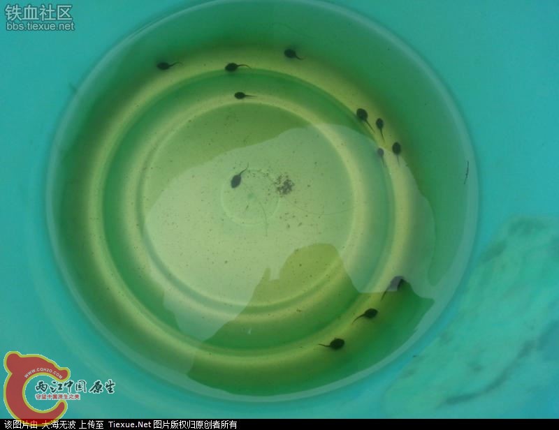 误入歧途的蝌蚪