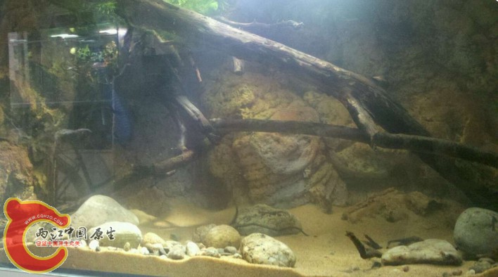 顺便显摆下缸做的南美缸