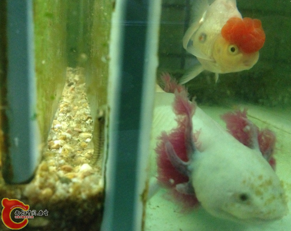 吸鳅跑到两个玻璃中间去了