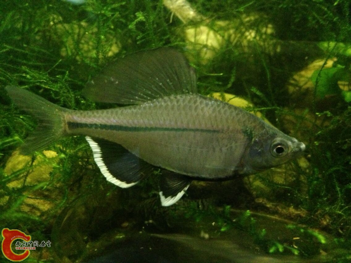 那抹白太耀眼，无法直视