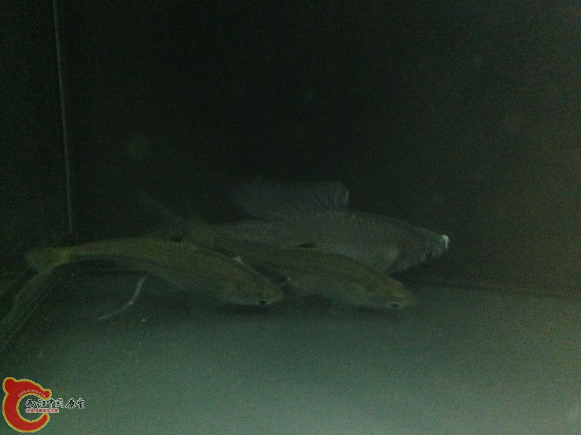 河蚌第二天早上下