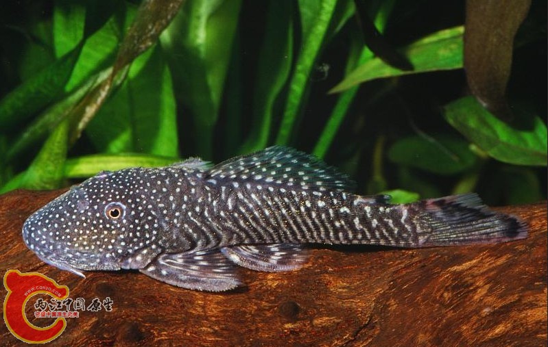 Chaetostoma dorsale (L443).JPG