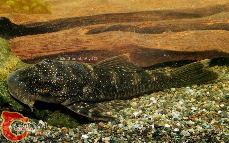 Chaetostoma jegui.JPG