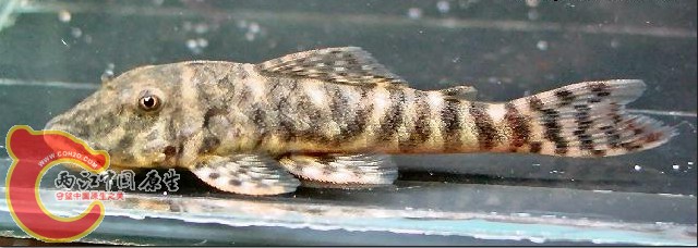 Chaetostoma leucomelas.JPG