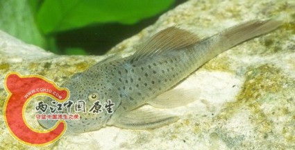 Chaetostoma lineopunctatum (L276).JPG