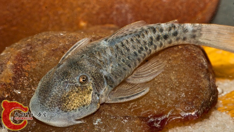 Chaetostoma milesi.JPG