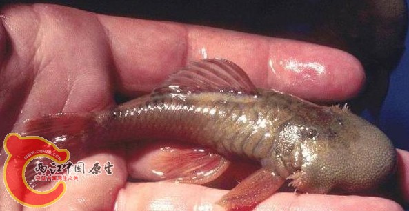 Chaetostoma mollinasum (L336).JPG